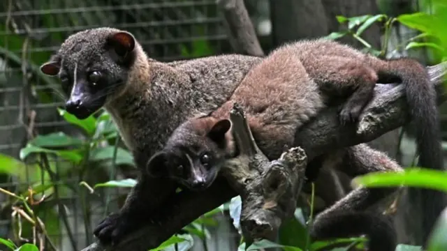 சிவெட் காபி, புனுகுப்பூனை, திருப்பதி திருமலா கோவில்