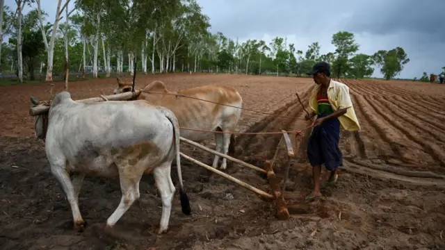 စက်မှုလယ်ယာကို ပြောင်းလဲလာပြီးနောက်ပိုင်း နွားအသုံးပြုတာတွေလည်း လျော့နည်းသွားတာကြောင့် လက်ရှိအချိန် နွားသုံးပြီး လယ်လုပ်မယ်ဆိုရင်တောင် လုံလောက်တဲ့ နွားအရေအတွက်ရဖို့ ခက်ခဲပါတယ် (ပုံဟောင်း)