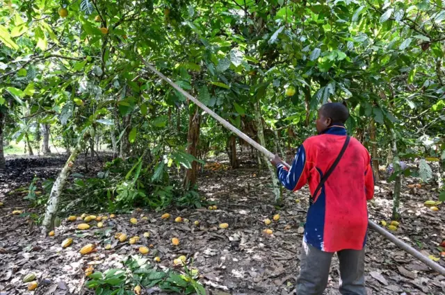 ปลูกโกโก้ 