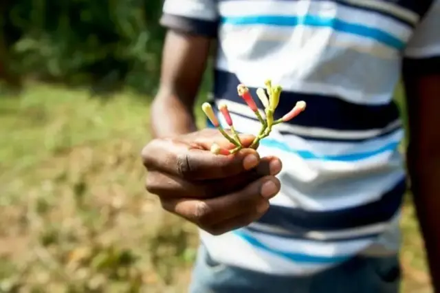Vitaamin E'n qurunfudii keessatti argamu sirna ittisa qaamaa ykn madinummaa qaamaa cimsuuf gargaara