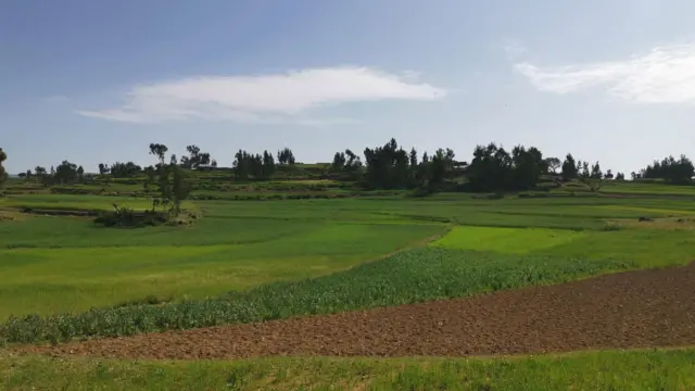 ዘራእቲ ክረምቲ ኣብ ኤርትራ