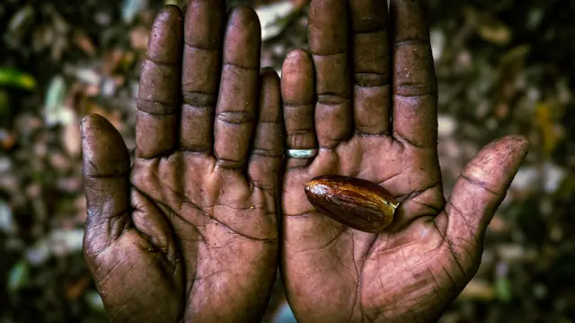 Pala Papua terbungkus cangkang.