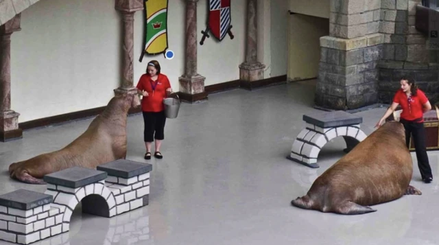 공연 중인 두 바다코끼리의 모습