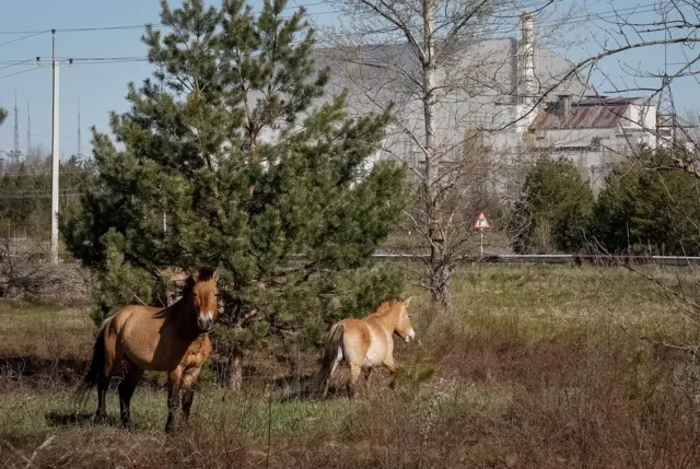 Caballos de Przewalski cerca de la nueva estructura de Confinamiento Seguro (NSC), que cubre el antiguo sarcófago que confina los restos del cuarto reactor dañado, en la Central Nuclear de Chernóbil.
