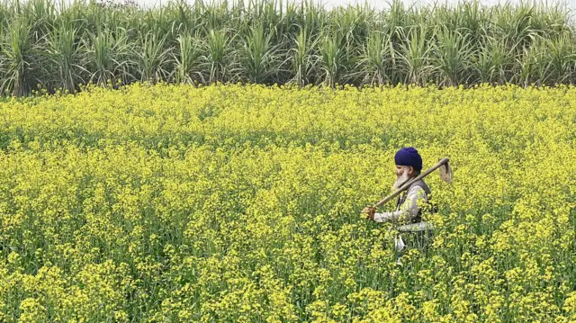 भारतीय कृषि क्षेत्र