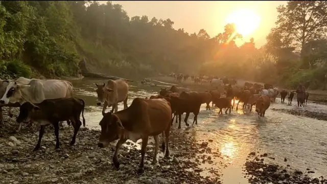 चरणबाट फर्किँदै गाईगोरु
