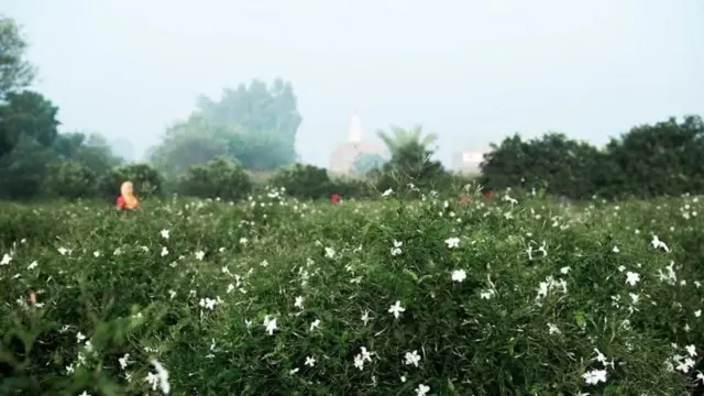قرية شبرا بلولة لاعب أساسي في صناعة العطور في العالم
