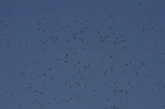 நாகாலாந்தின் டொயாங் பகுதியில் வானில் கூட்டமாகப் பறந்து கொண்டிருக்கும் அமூர் வல்லூறுகள்