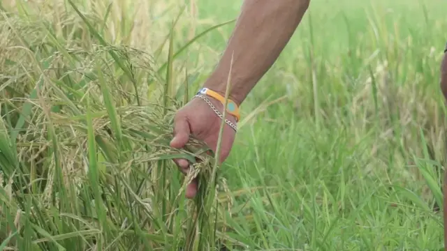 ဇက်ကျိုးကျနေတဲ့ကောက်ပင်တွေကိုကြည့်ပြီးလယ်သမားတွေစိတ်ထိခိုက်