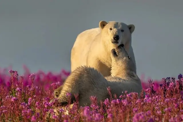 Two young polar bears play amidst pink flowers (Credit: Roie Galitz)
