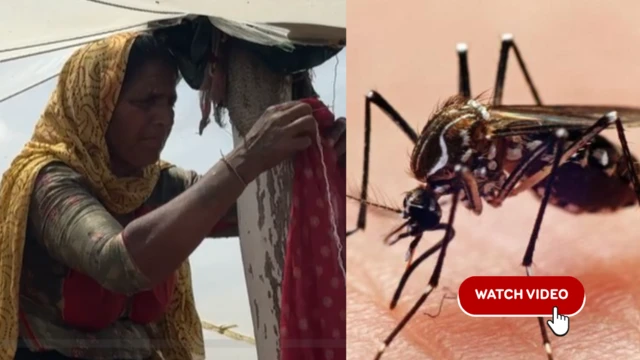 મચ્છરનો ત્રા, ડેંગ્યુ, મલેરિયા, રાજકોટના સમાચાર, બીબીસી ગુજરાતી 