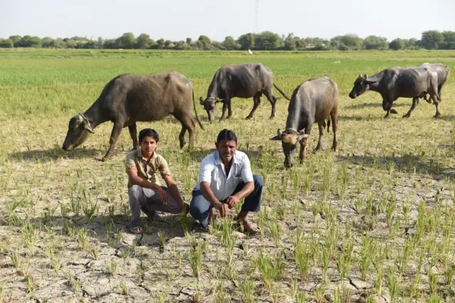 ગુજરાત, ખેડૂતો, પાકવીમો, ઇન્શ્યોરન્સ, ફસલ વીમા યોજના, વળતર, બીબીસી ગુજરાતી