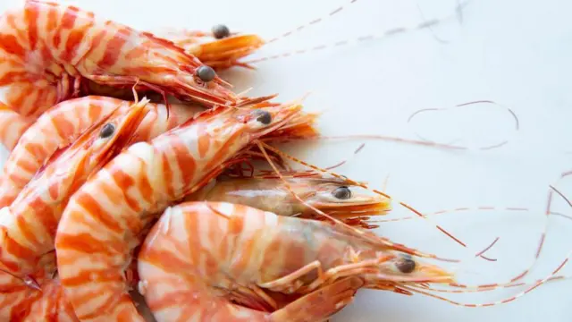 Udang macan yang belum dikupas.