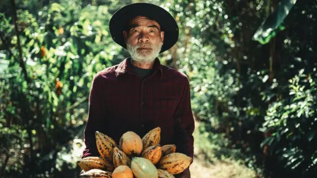 కోకో పంట