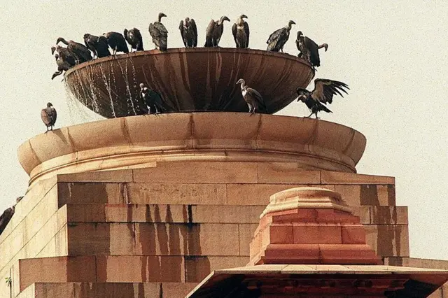 Une volée de vautours se perche au frais sur le bord d'une fontaine située au sommet du Rashtrapati Bhavan (palais présidentiel), le 26 mai à New Delhi, où les températures estivales dépassent régulièrement les 40 degrés centigrades.