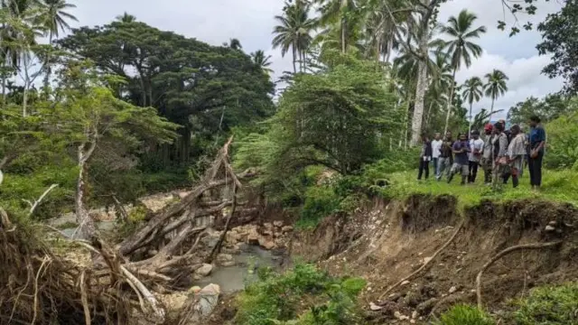 papua, hutan, lingkungan