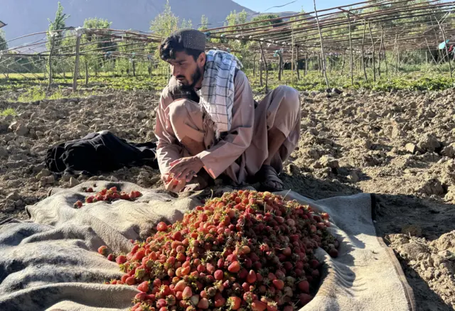 توت زمینی