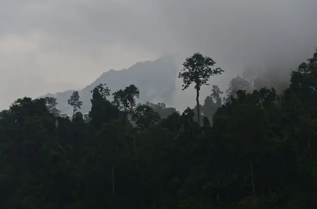 अरुणाचल प्रदेश के घने जंगल