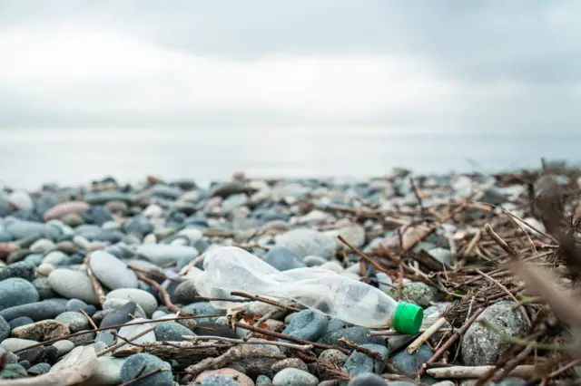 மெழுகுப்புழுக்கள்