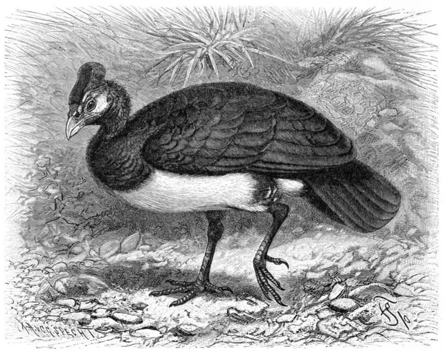 Sketsa burung maleo di masa lalu.