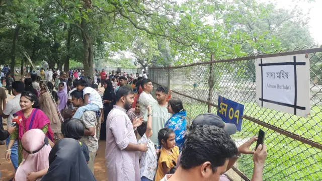 চিড়িয়াখানায় ডোনাল্ড ট্রাম্প নামের মহিষটিকে দেখতে ভিড় করেন অনেকে