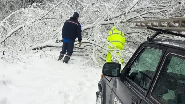 radnici sklanjaju oboreno stablo