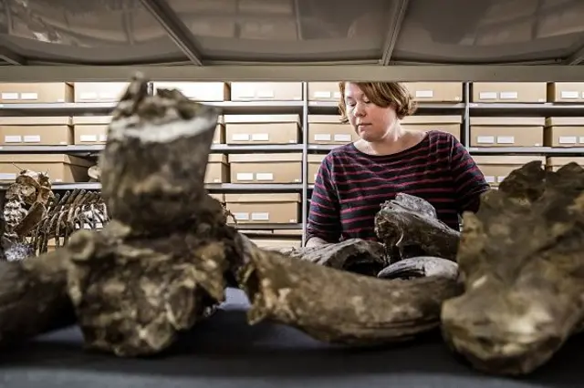 Koleksi, yang merupakan bagian dari koleksi Dubois, di museum Naturalis, di Leiden pada 18 Oktober 2022. 