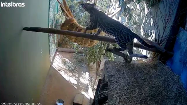 Jaguatirica em uma cela