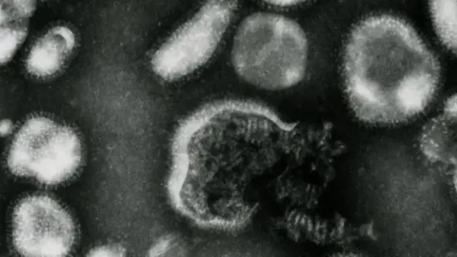 బర్డ్ ఫ్లూ వైరస్