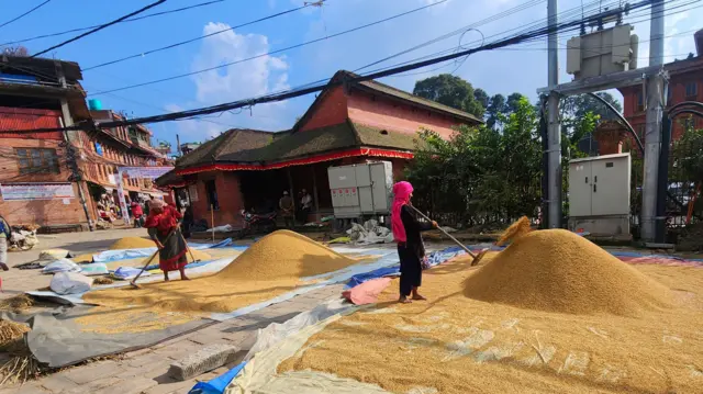 भक्तपुरको ब्यासीमा धान सुकाउँदै किसान