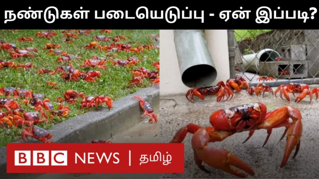 நண்டுகள்
