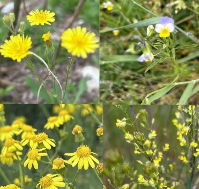Коллаж из четырех фотографий разных цветов желтого цвета