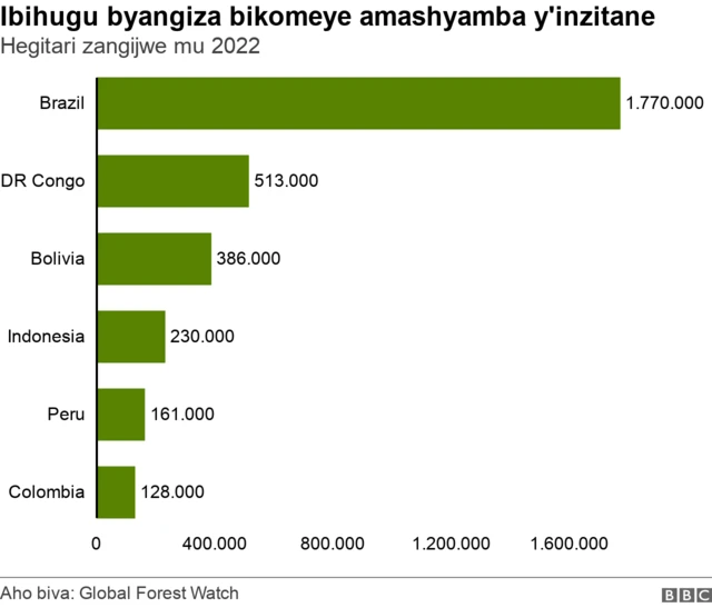 Aho bangiza amashyamba cyane y'inzitane