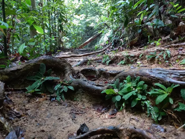 මෙහි උසම ප්රදේශය යැයි සැලකෙන කැකිල්ලගල කන්ද තැනිතලා භූමි ප්රදේශයකි.