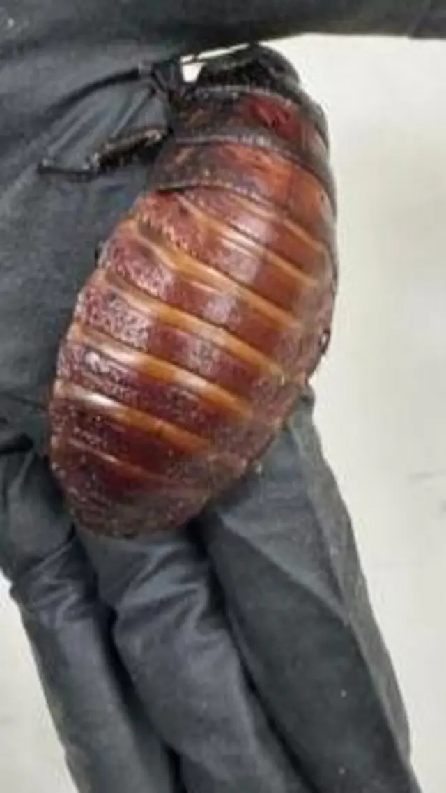 ઑસ્ટ્રેલિયા