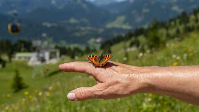 ilustrasi kupu-kupu di Pegunungan Alpen