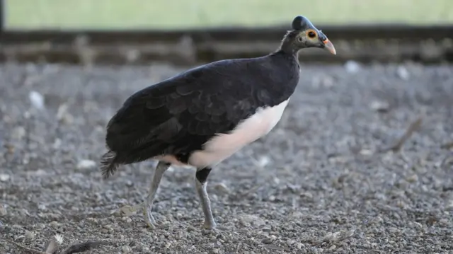 Burung maleo adalah hewan endemik yang hanya hidup di Pulau Sulawesi dan Buton.