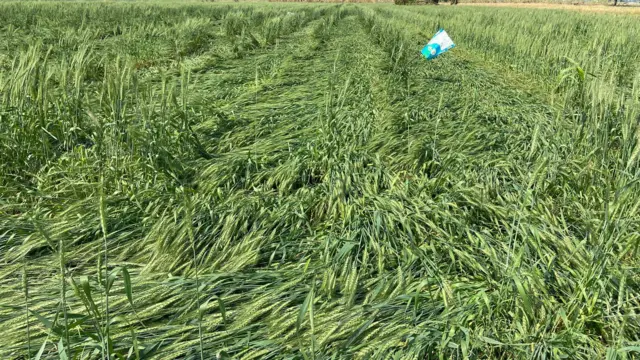 पावसामुळे गव्हाची ही अशी अवस्था झालीय.