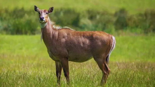 બીબીસી ગુજરાતી, ગુજરાતમાં વરુ, વરુ, ગુજરાતના જંગલમાં વરુ