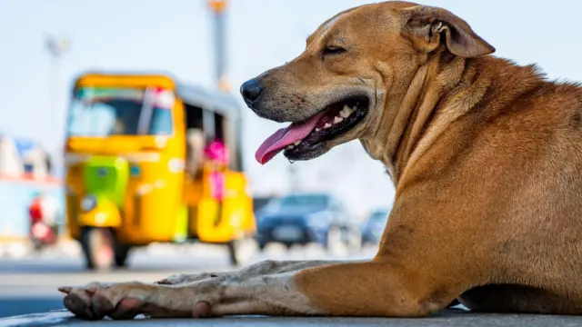 இந்தியாவில் தெரு நாய்களே இல்லையென்றால் நகரங்கள் என்னவாகும்?