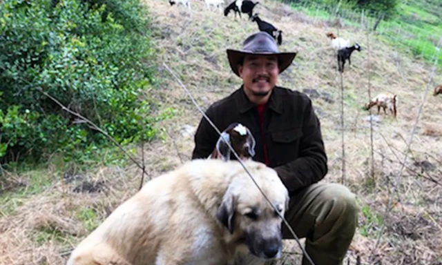 मायकेल चोई हे शहराच्या एजन्सींना टेकडीवरील झुडपं साफ करण्यासाठी शेळ्या भाड्याने देतात. ते म्हणतात की प्राणी अशा ठिकाणी जाऊ शकतात जे मनुष्य कामगार सहसा करू शकत नाहीत