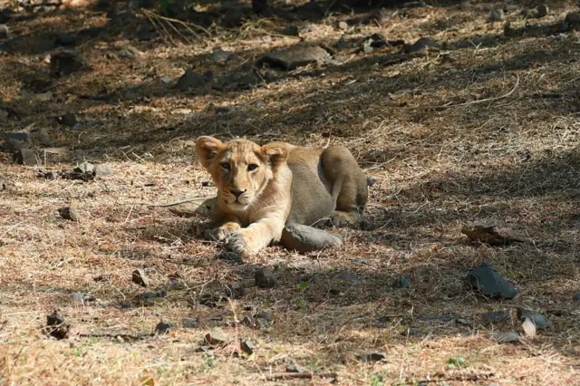 ગીર રાષ્ટ્રીય ઉદ્યાન, ગીરનો સિંહ, એશિયન સિંહ, ગુજરાત, બીબીસી ગુજરાતી, સિંહનું જંગલ, ગીરનું જંગલ, પ્રાણીઓ