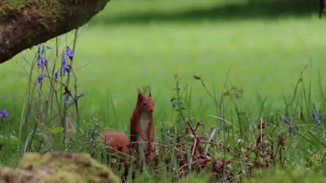 নিল মন্টগোমারি যিনি এই ছবিটি তুলেছেন তিনি বলেন, “গ্লাসগো থেকে ফেরী পার হয়ে ডুনুনে যাওয়ার সময় বেনমোর বোটানিক গার্ডেনে ঢুকি যদি এদের কারো ছবি তোলা যায় সেই আশায়। আমার মনে হয় সে আমাকে দেখে ফেলেছে।”