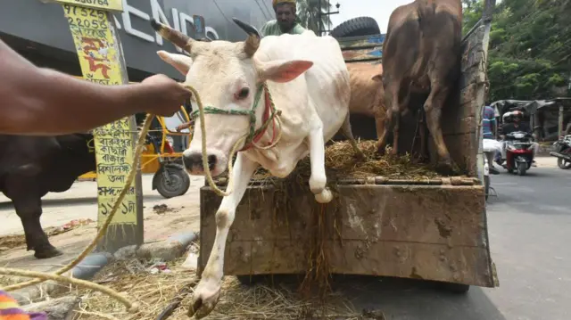 কলকাতায় গরু বিক্রি - ফাইল ছবি