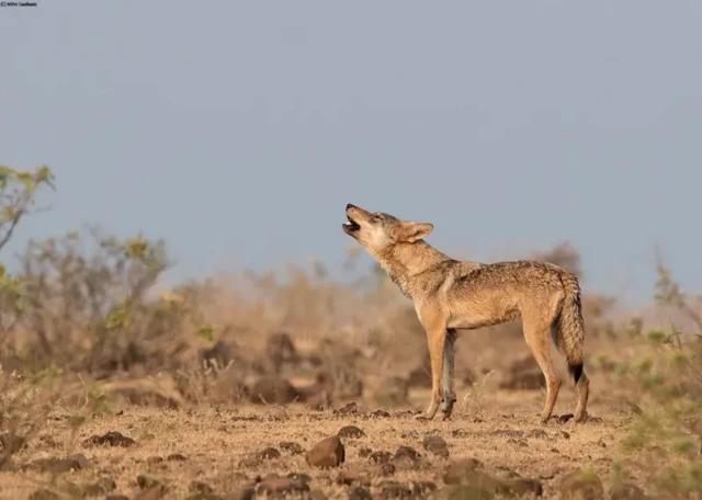 Lobo