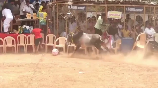 வடமாடு மஞ்சுவிரட்டு விழா.