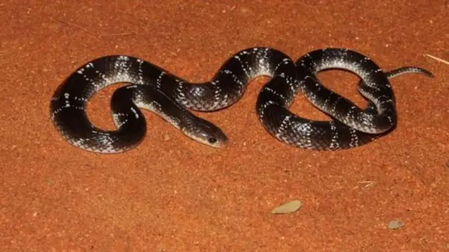 ભારતમાં સાપ પકડનારાને જ ઘણી વખત કેમ સાપ ડંખી જાય છે અને તેમનું મૃત્યુ થાય? કોબ્રા, રસલ વાઇપર, સાપ પકડવા વનવિભાગની મોબાઇલ ઍપ્લિકેશન, સાપનો ફોટો પાડવો જોઈએ, બીબીસી ગુજરાતી સાથે સમજો, બીબીસી ન્યૂઝ