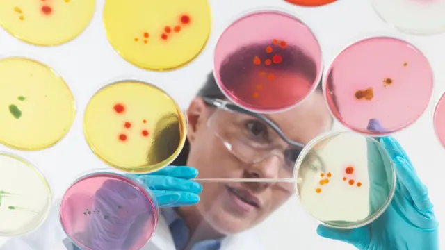 Chercheur examinant une boîte de Petri dans un laboratoire