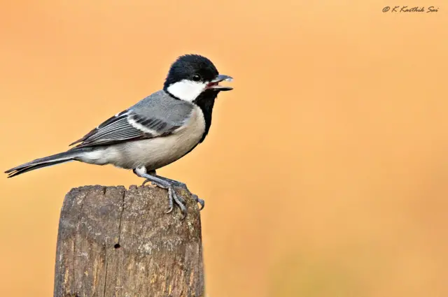వరల్డ్ ఫొటోగ్రఫీ డే 