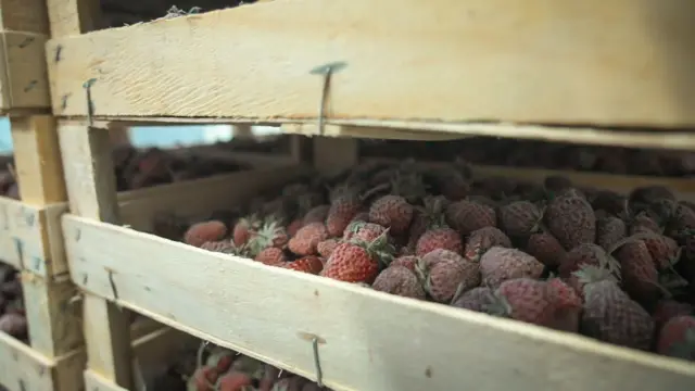 Тоңдурулган майда кулпунай 